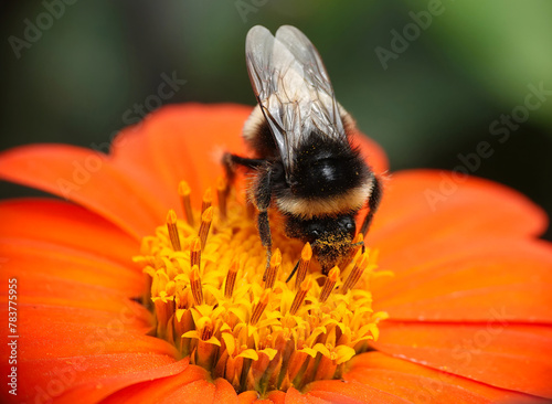 A bumblebee feeding on pollen from a Mexican sunflower in closeup. 