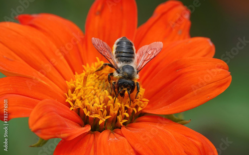 A leafcutter bee feeding on pollen from a Mexican sunflower. 