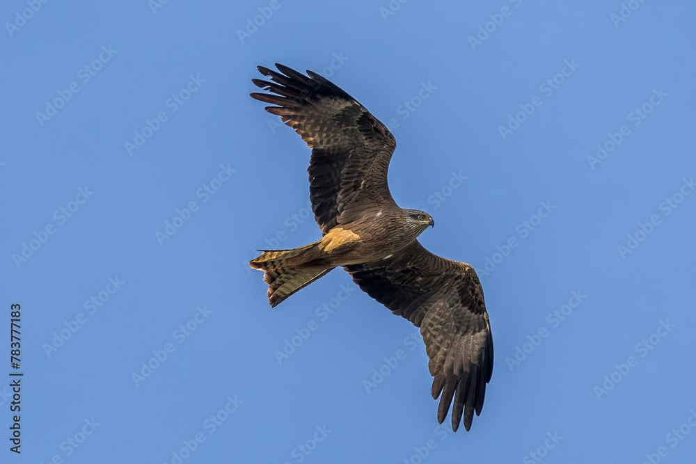 Naklejka premium Black Kite in flight against a blue sky