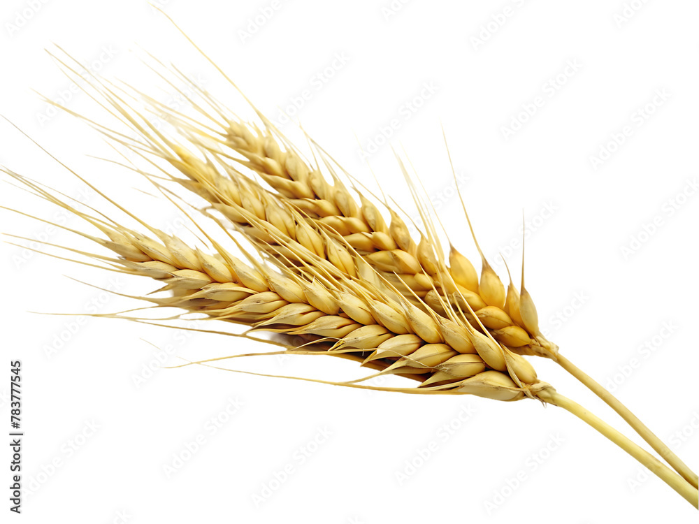 Wheat isolated on transparent background Wheat isolated on transparent background