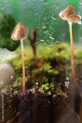 Enclosed Mushrooms