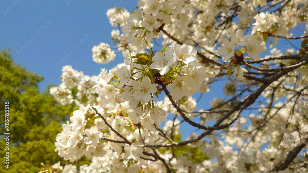 葉桜、新緑と青空背景 葉桜、新緑と青空背景