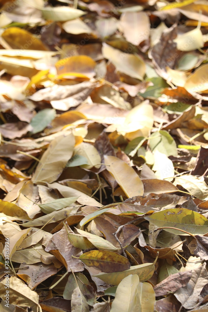 A pile of fallen leaves in various shades and shapes, with some still vibrant green while others have turned to brown or yellow hues. A pile of fallen leaves in various shades and shapes, with some still vibrant green while others have turned to brown or yellow hues.