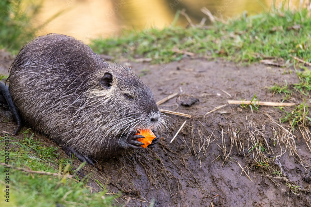 A young nutria or coypu (Myocastor coypus) eats a piece of carrot on the riverbank A young nutria or coypu (Myocastor coypus) eats a piece of carrot on the riverbank