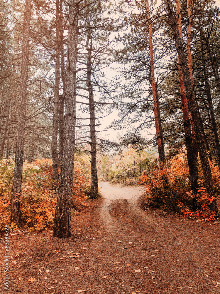 Landscape photo in sepia style of gloomy autumn day in misty frowning forest with bare trees