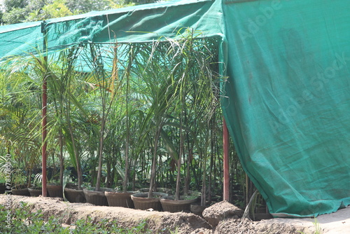 The green tarp was used for protecting young palm trees in the nursery, in the lush tropical environment, with many small palm tree seedlings having plastic pots underneath the shade cloth