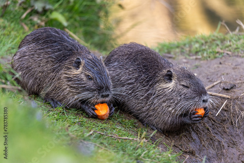Two young nutrias or coypus (Myocastor coypus) eat a piece of carrot on the riverbank