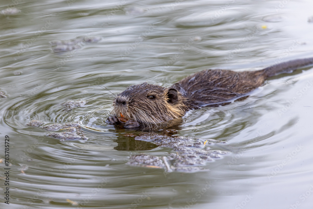 A young nutria or coypu (Myocastor coypus) swims in the river A young nutria or coypu (Myocastor coypus) swims in the river
