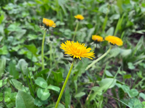 yellow dandelion flowers grow on the lawn