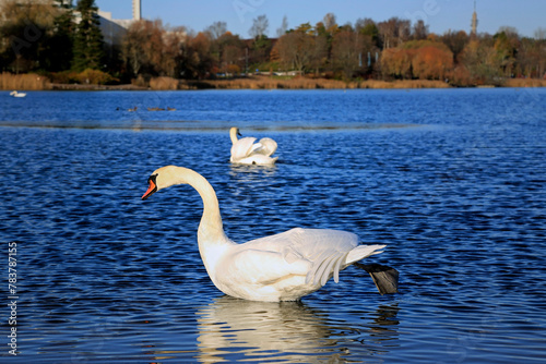 Mute Swan, Cygnus olor stretching his leg for body temperature control or relaxing on a blue pond with other water birds on the background.