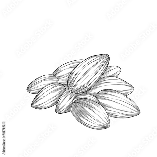 Almond nuts botanical illustration hand drawn