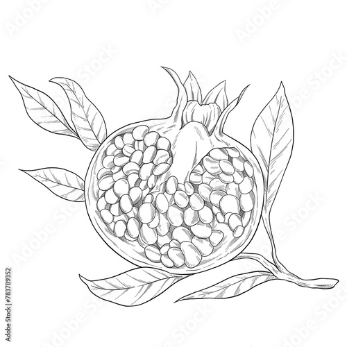 Pomegranate fruit botanical sketch illustration