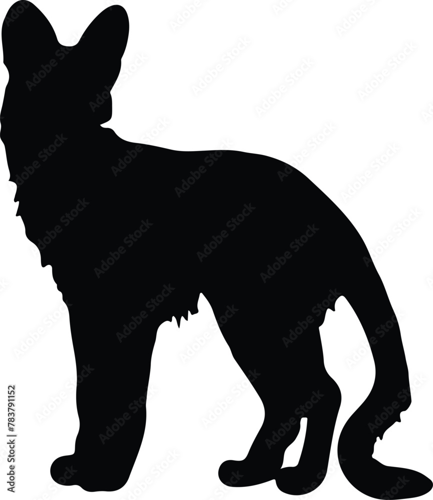 Obraz premium serval silhouette