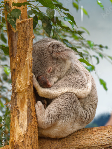 Cute sleeping koala bear in Beauval zoo, France
