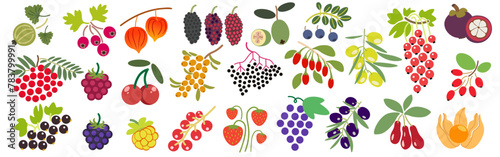 color isolated berries collection in flat style in vector. image of natural healthy eco raw food.template for logo sticker poster print decor design photo