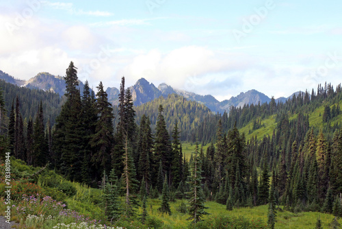 Mountain scenery near Mount Rainier  Washington State  USA 