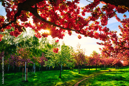Kirschblüte - Kirschbäume - Asahi - Teltow - Brandenburg - Germany - Blütenpracht - Cherry - Blossoms - Flower - Green - Japanese - Background - Sakura - Concept	 photo