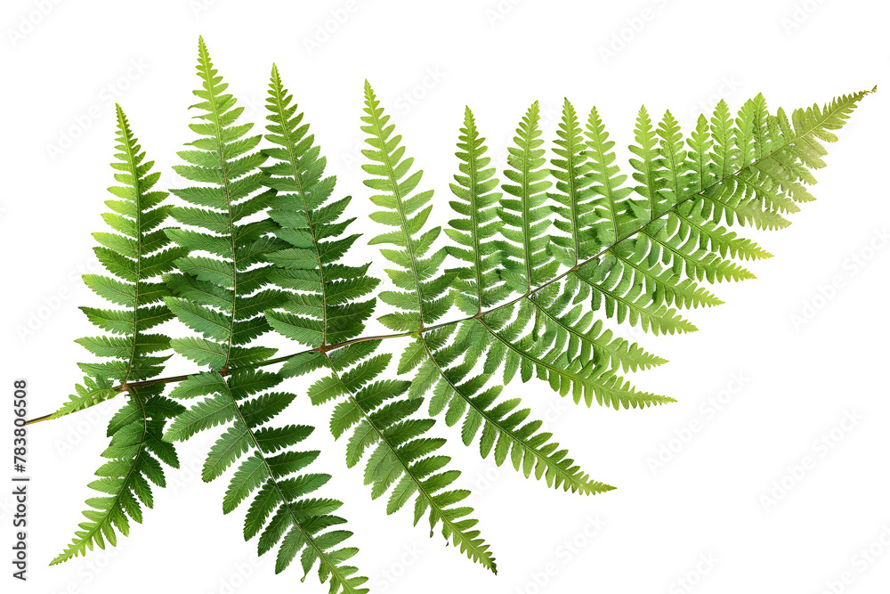 High Resolution 32k UHD Fern Leaves on White Background High Resolution 32k UHD Fern Leaves on White Background