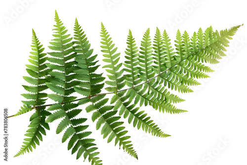 High Resolution 32k UHD Fern Leaves on White Background