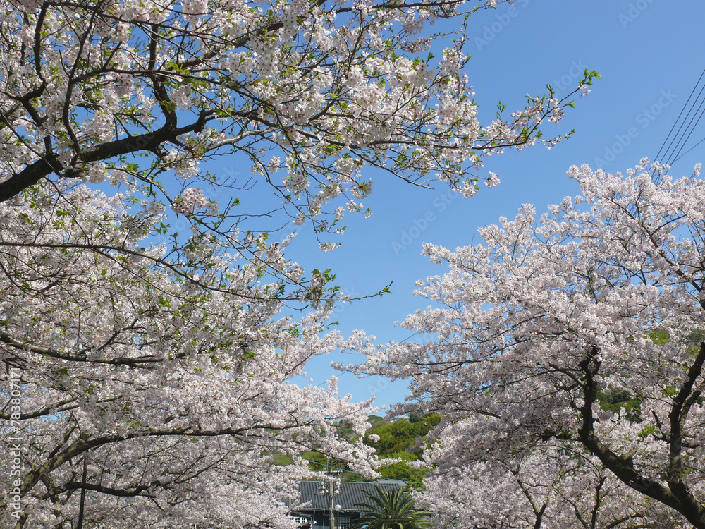 青空と満開の桜。
日本の春の景色。