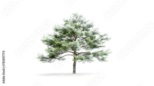 Elegant Pine Tree  3D Rendering with Soft Lighting on a White Background