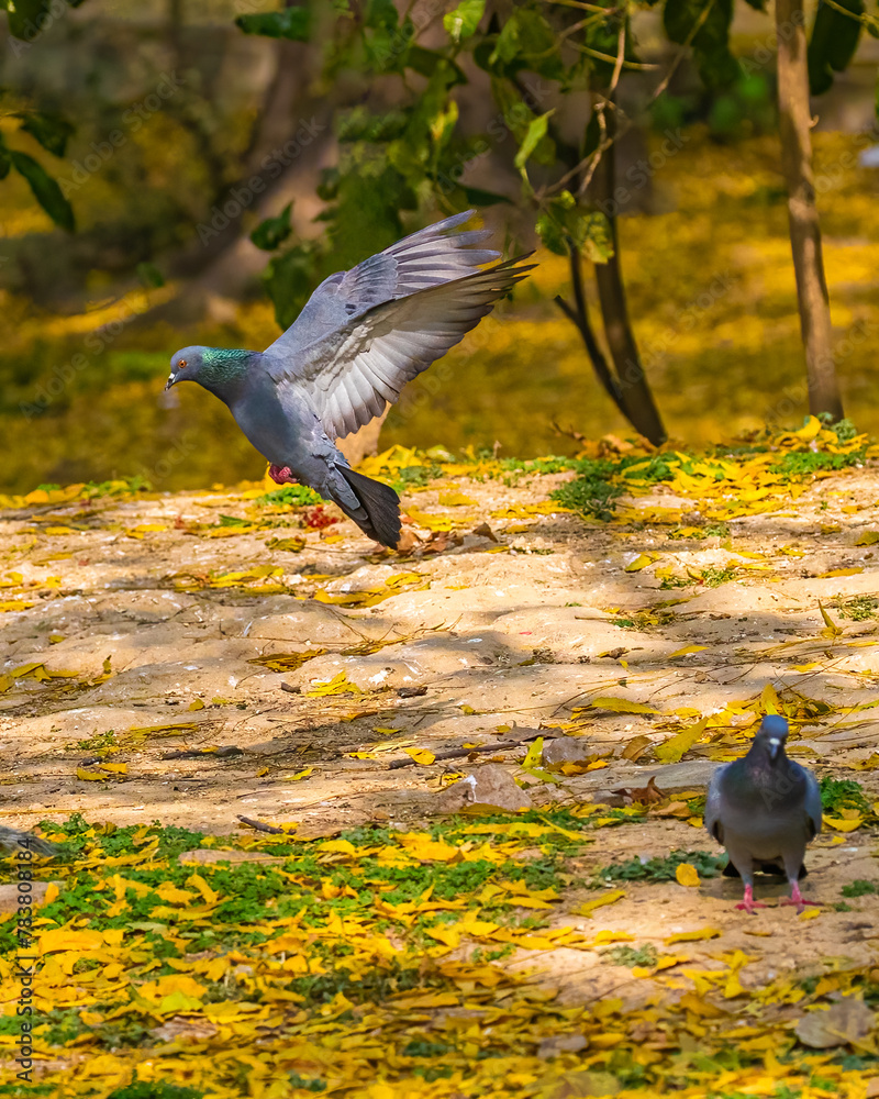 Fototapeta premium A Pigeon landing on ground
