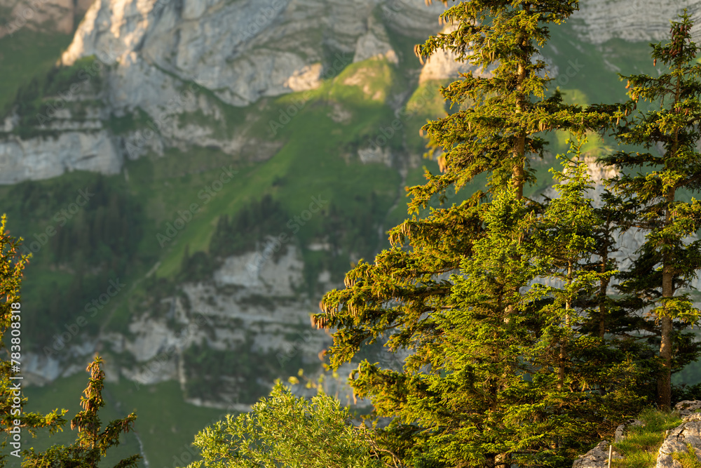 Φωτογραφία View of alpine pine trees growing on rocky soil, with a soft blurry background of Marwees mountain in the background