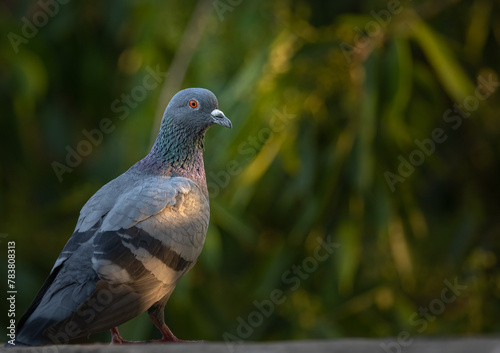 A Pigeon resting on a wall