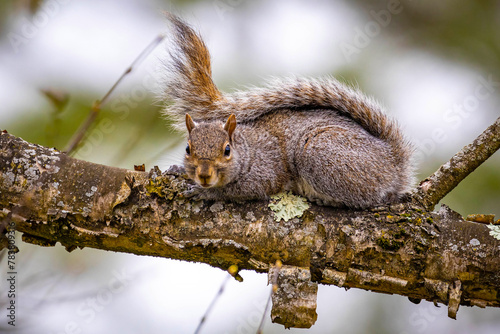 Brown north american squirrel close up portrait photo