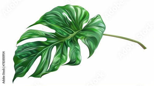 An exotic philodendron leaf with stem in realistic style on a tropical green monstera leaf on white background.