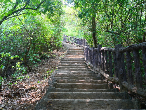 Wooden stairs among the green trees in the forest in the national park