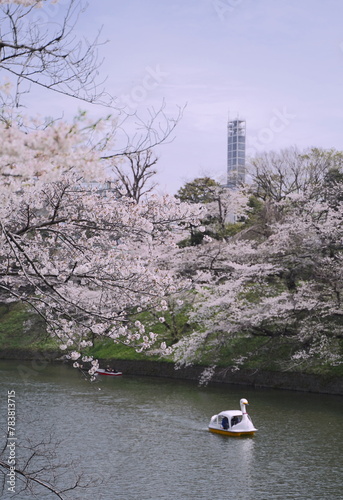 日本、東京の皇居のお堀、千鳥ヶ淵の桜の花