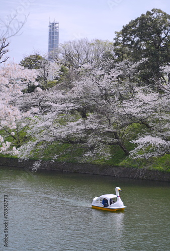 日本、東京の皇居のお堀、千鳥ヶ淵の桜の花