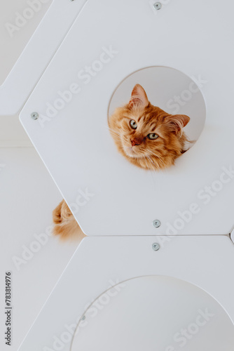 A red cat looks out of a round hole