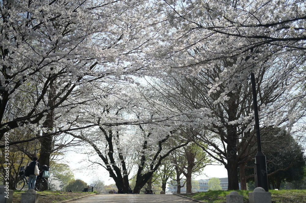 Spring has come Spring has come
