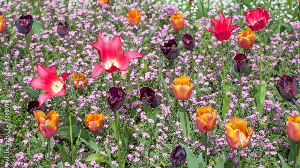 Multi-coloured pink, red and purple tulips surrounded by wild plants in a garden display in the summer sun 