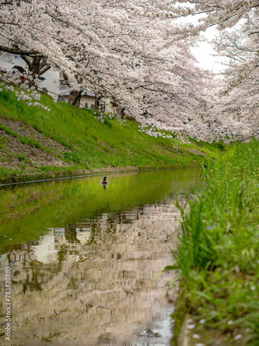 鴨のお花見