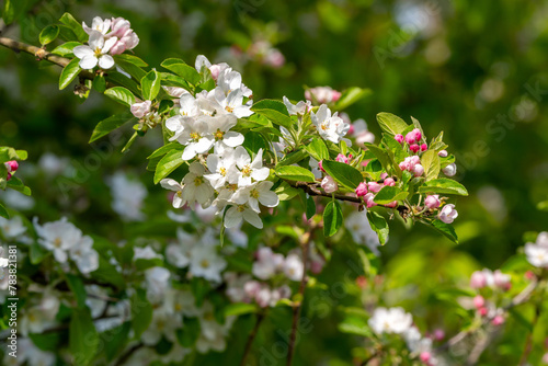 Kirschbaum mit Blüten im Frühling