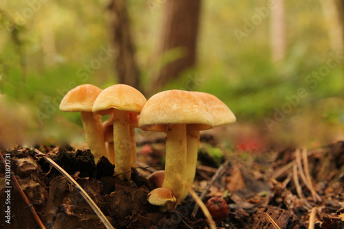 a group beautiful sulphur tuft mushrooms closeup in a forest in autumn