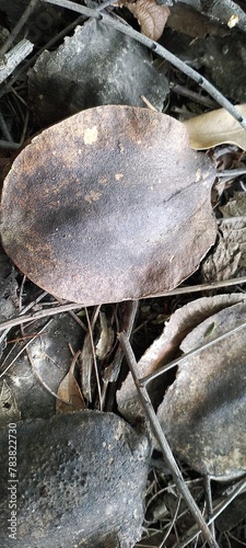 Closeup photograph of dried out Jacaranda Tree seed pods on the ground surrounded by scattered dried leaves and twigs