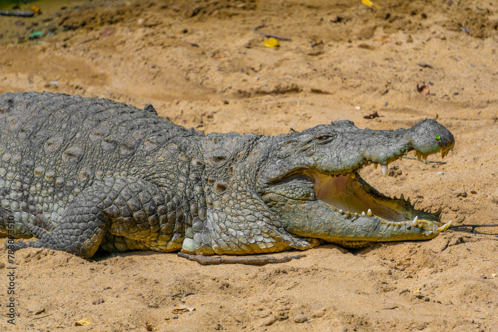 Obraz premium Mugger Or Marsh Crocodile Living At The Madras Crocodile Bank Trust and Centre for Herpetology, ECR Chennai, Tamilnadu, South India.