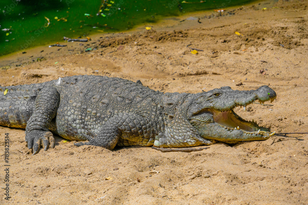 Mugger Or Marsh Crocodile Living At The Madras Crocodile Bank Trust and Centre for Herpetology, ECR Chennai, Tamilnadu, South India. Mugger Or Marsh Crocodile Living At The Madras Crocodile Bank Trust and Centre for Herpetology, ECR Chennai, Tamilnadu, South India.