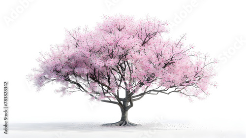 Pink Cherry Blossom Tree in Full Bloom Against a Pure White Backdrop