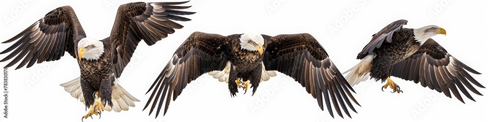 Fototapeta premium Set of four images of a bald eagle in different poses, flying and standing on a white background