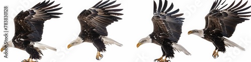 Set of four images of a bald eagle in different poses, flying and standing on a white background