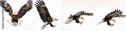 Set of four images of a bald eagle in different poses  flying and standing on a white background