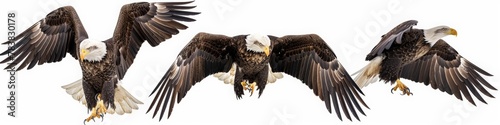 Set of four images of a bald eagle in different poses  flying and standing on a white background