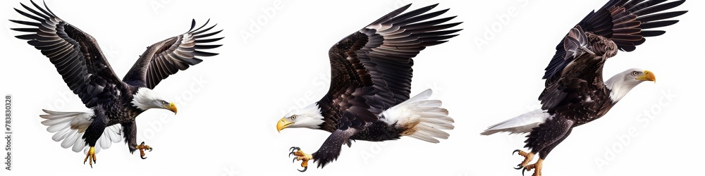 Set of four images of a bald eagle in different poses, flying and standing on a white background