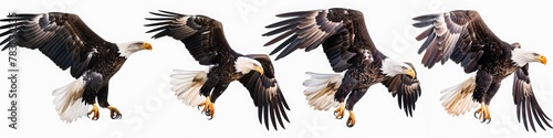 Set of four images of a bald eagle in different poses, flying and standing on a white background