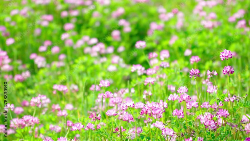春風に揺れるレンゲの花畑 春風に揺れるレンゲの花畑